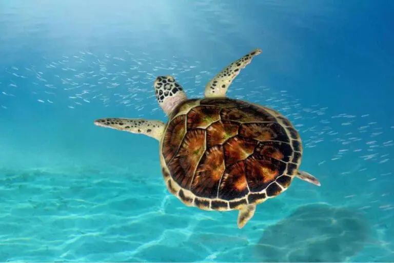 an image of a sea turtle swimming in clear blue-green water