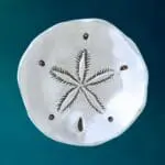 an image of a Pewter Sand Dollar Charm Bowl