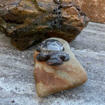 Hand Carved Baby Moroccan Fossil Turtle 2.25 inches long